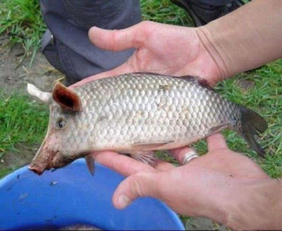 peixe porco 374536_570243676333721_1146447442_n.jpg