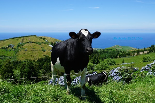 Lust_auf_Sao_Miguel_001_Vaca_mit_Signatur.jpg