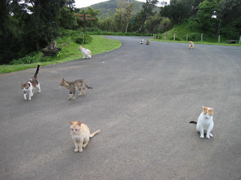Katzenlonie.jpg